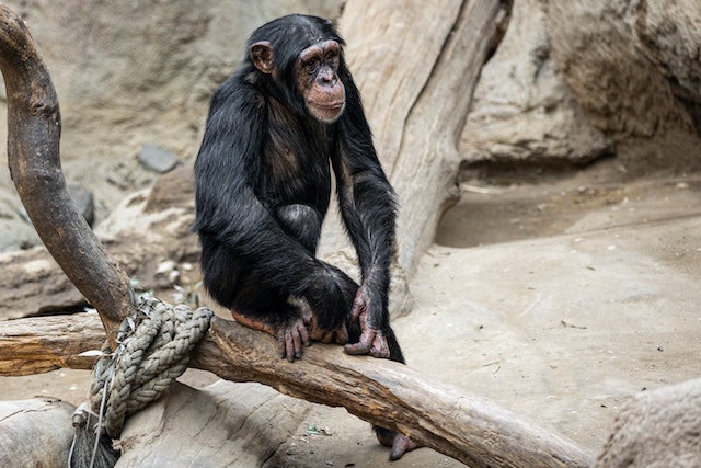 Foto: Antonio Friedemann | pexels