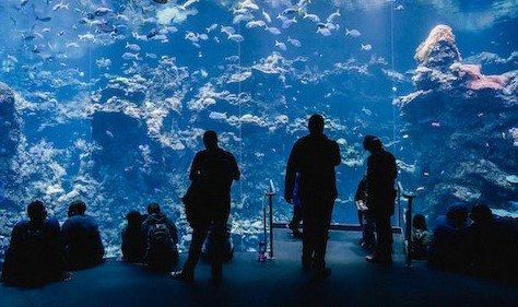 Foto (zugeschnitten): Deane Bayas | pexels